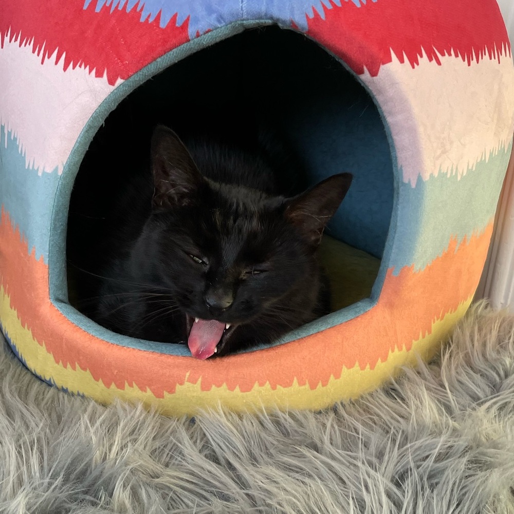 Meet your Posher, Lima Limao